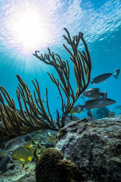 Fishing swimming around coral — ocean biodiversity